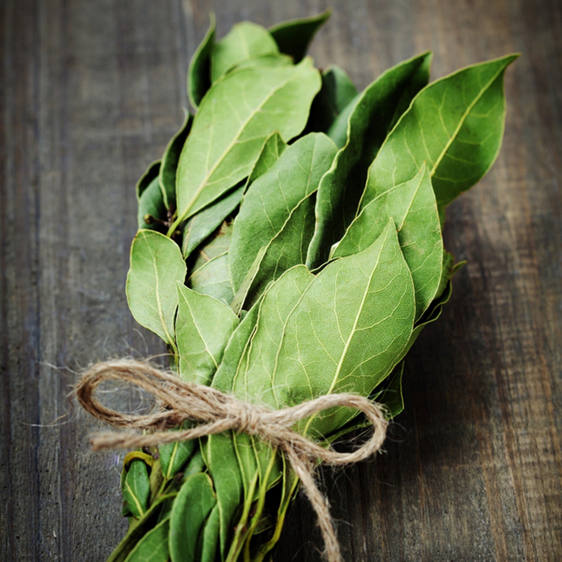 Sisi Lola Bay Leaves